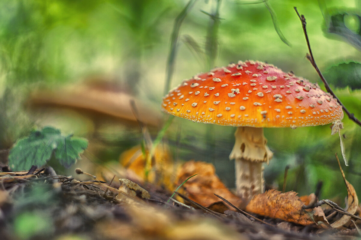 *** - Алексей Карташев *** - Алексей Карташев