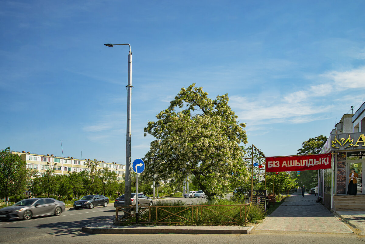 Акация - Анатолий Чикчирный