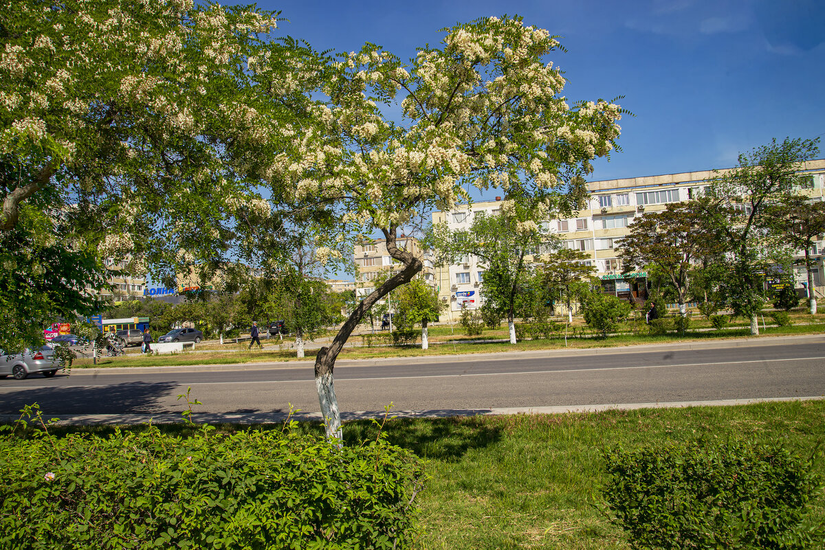 Акация - Анатолий Чикчирный