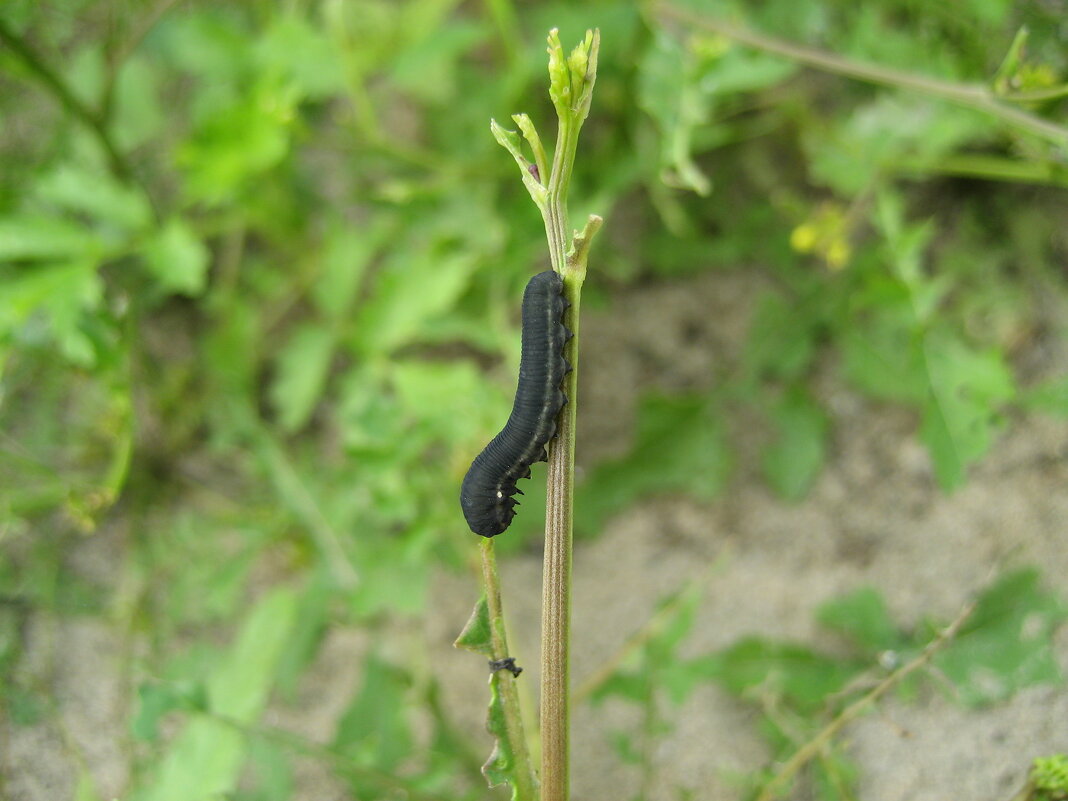 Пилильщик - Anna Ivanova