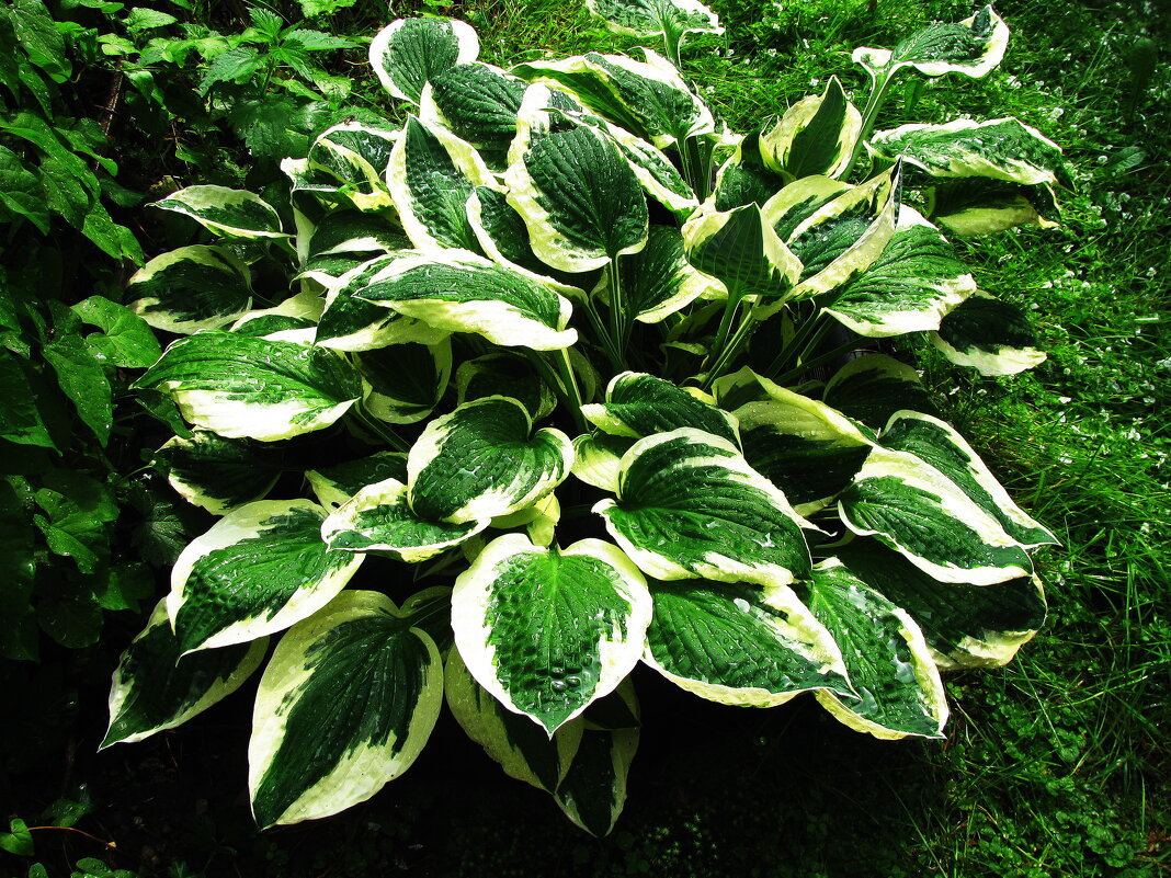 Хоста - Людмила Смородинская Хоста - Людмила Смородинская