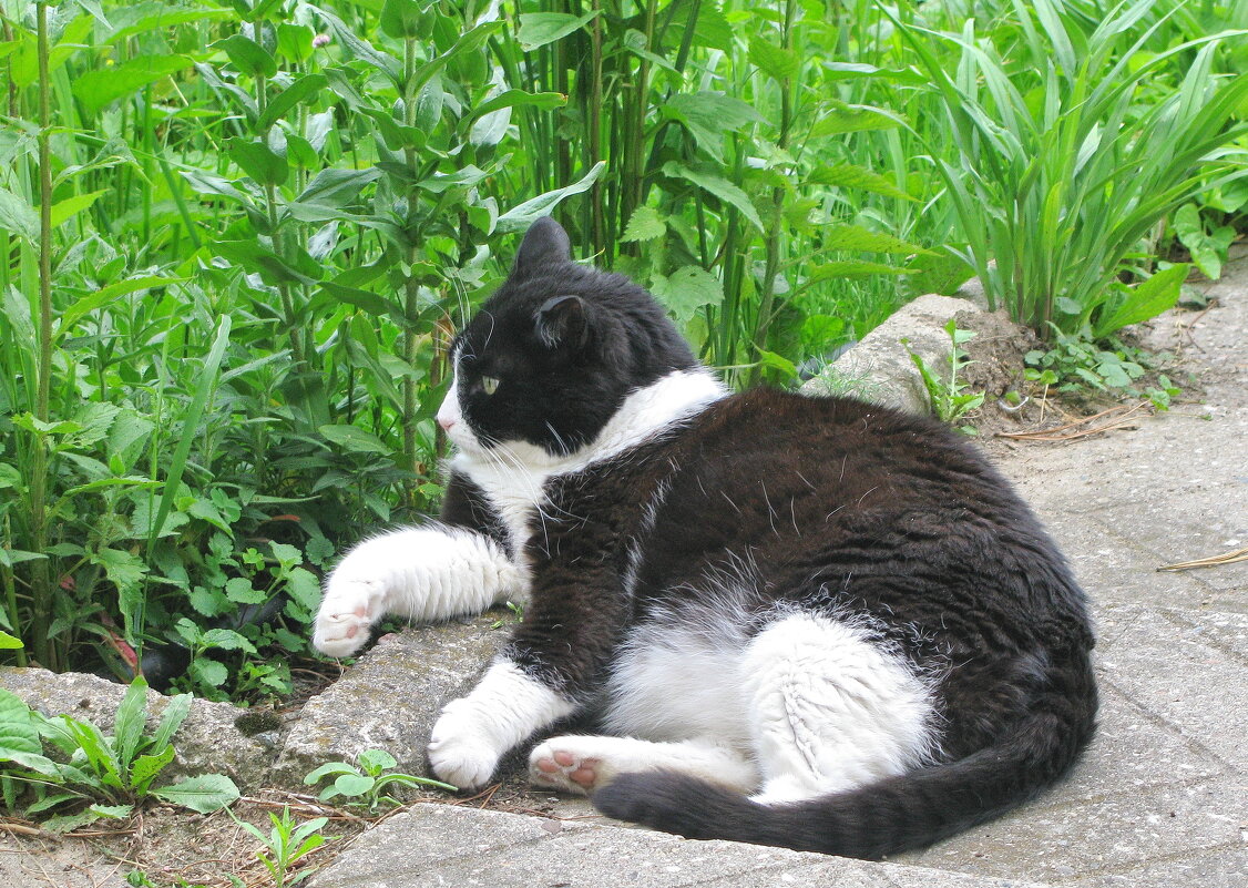 Наблюдает за порядком - Людмила Смородинская