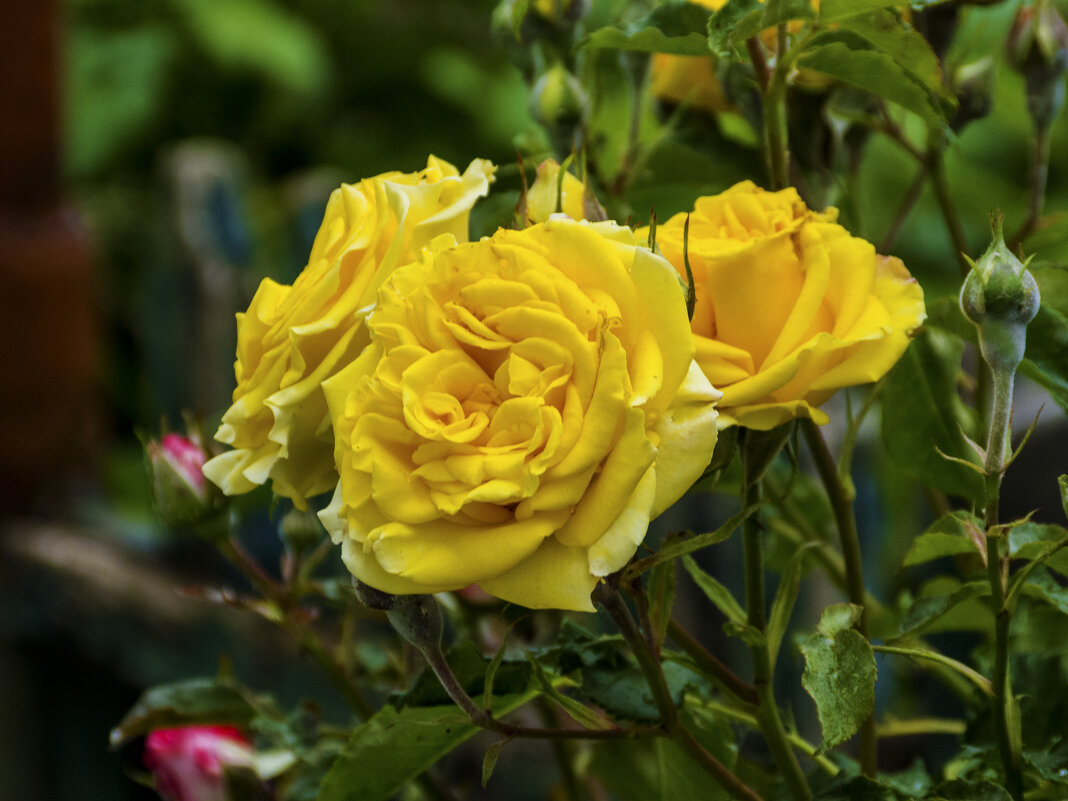 Жёлтые  розы - Валентин Семчишин