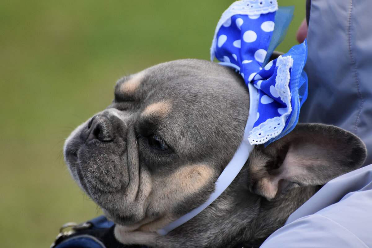 Москва. Парад французских бульдогов в усадьбе «Воронцово». - Наташа ***** Москва. Парад французских бульдогов в усадьбе «Воронцово». - Наташа *****