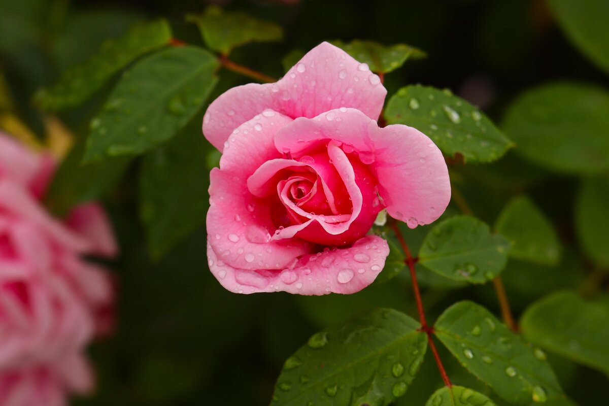 Доброе утро - Юрий. Шмаков Доброе утро - Юрий. Шмаков