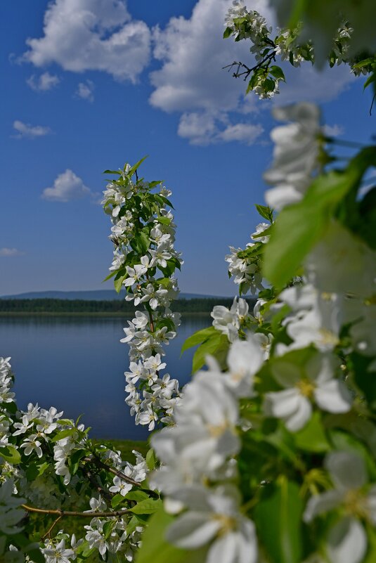 Из серии "Когда цветут сады" - Сергей Шаврин Из серии "Когда цветут сады" - Сергей Шаврин