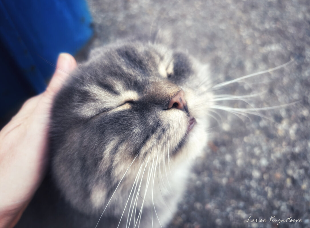 Кошка - Larisa Kuznetsova