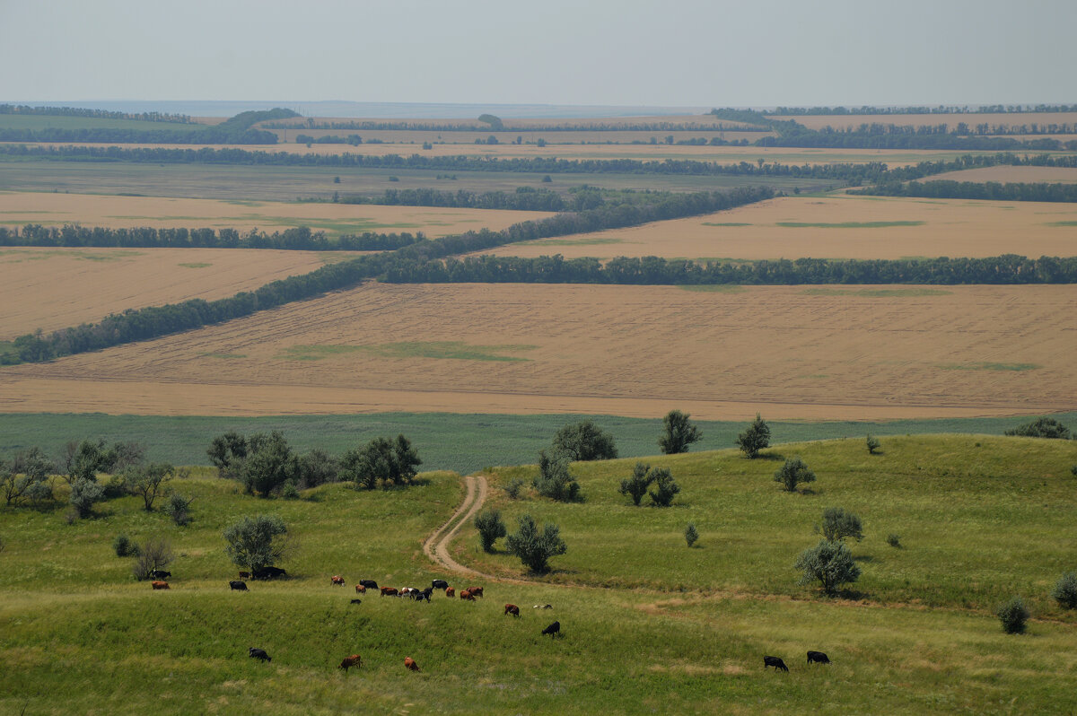 Бескрайняя, необъятная, ширь полей... - Надежда Куркина 