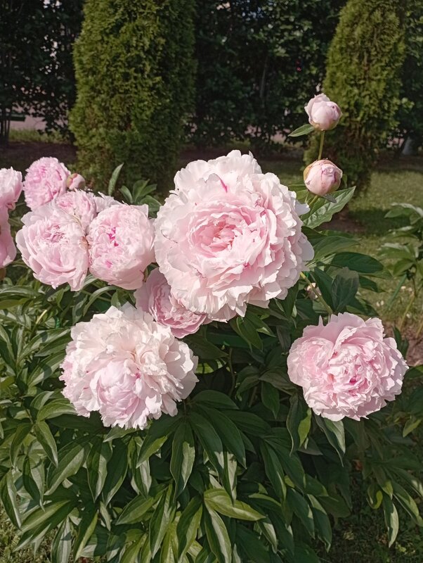 Пионы - Елена Семигина