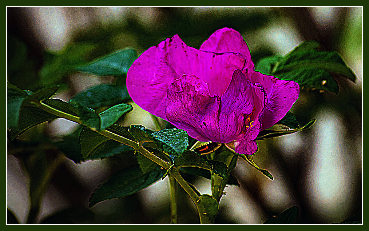 Шиповник - Владимир Кроливец Шиповник - Владимир Кроливец