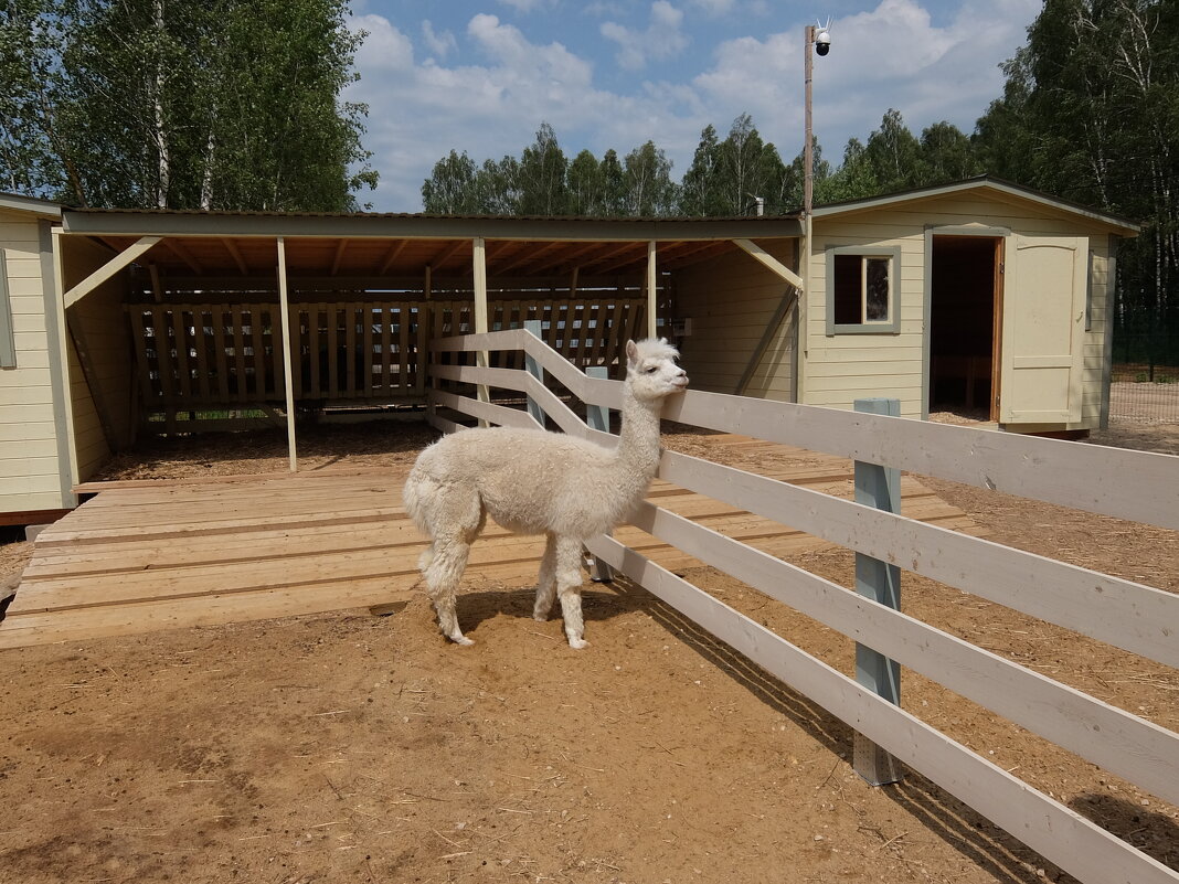 Милашка альпака. - Люба 
