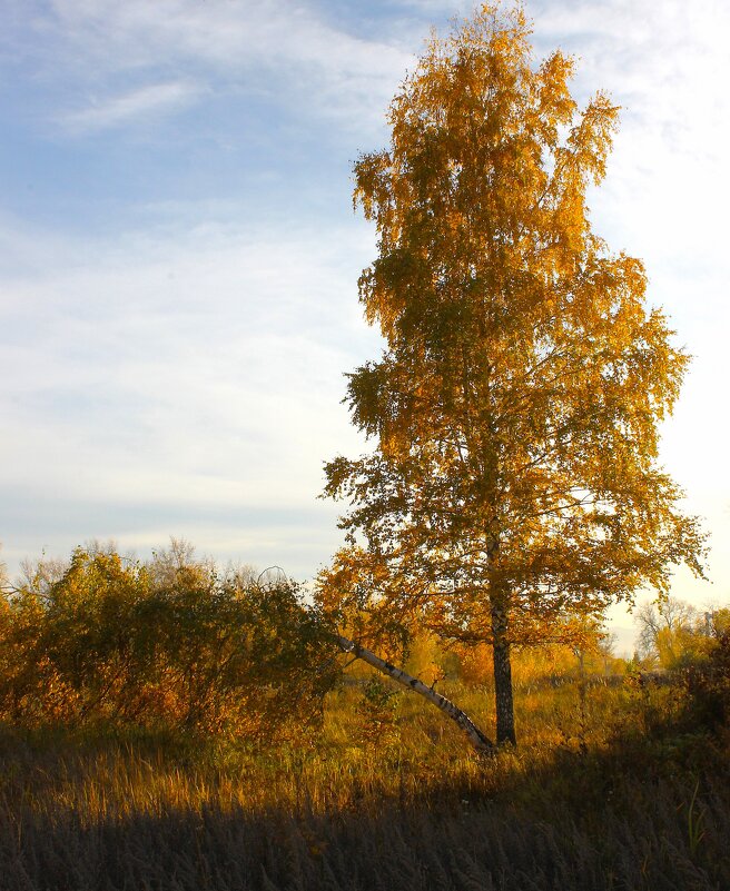 Во поле берёзоньки стояли.. - Василий Во поле берёзоньки стояли.. - Василий
