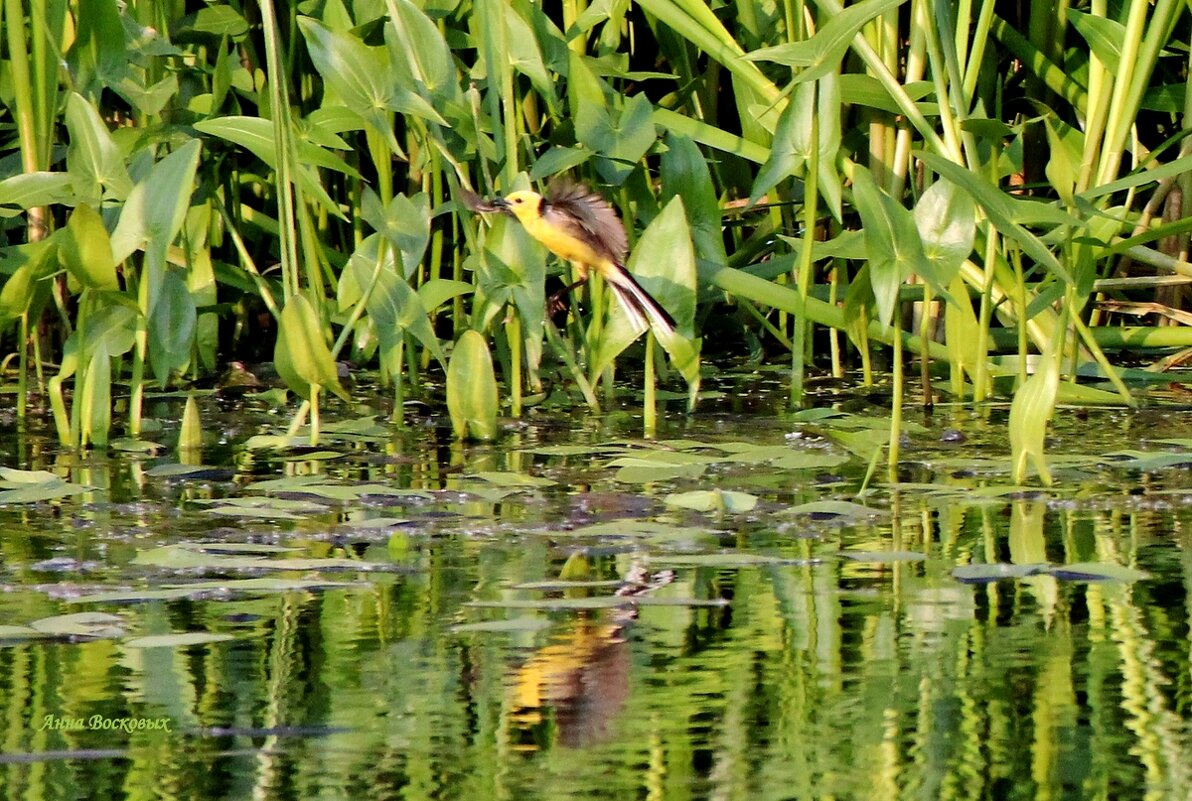 Жёлтая трясогузка на берегу речки Свинцовки. - Восковых Анна Васильевна Жёлтая трясогузка на берегу речки Свинцовки. - Восковых Анна Васильевна
