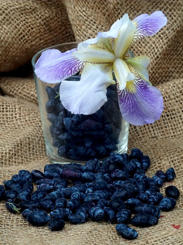 Натюрморт - александр 