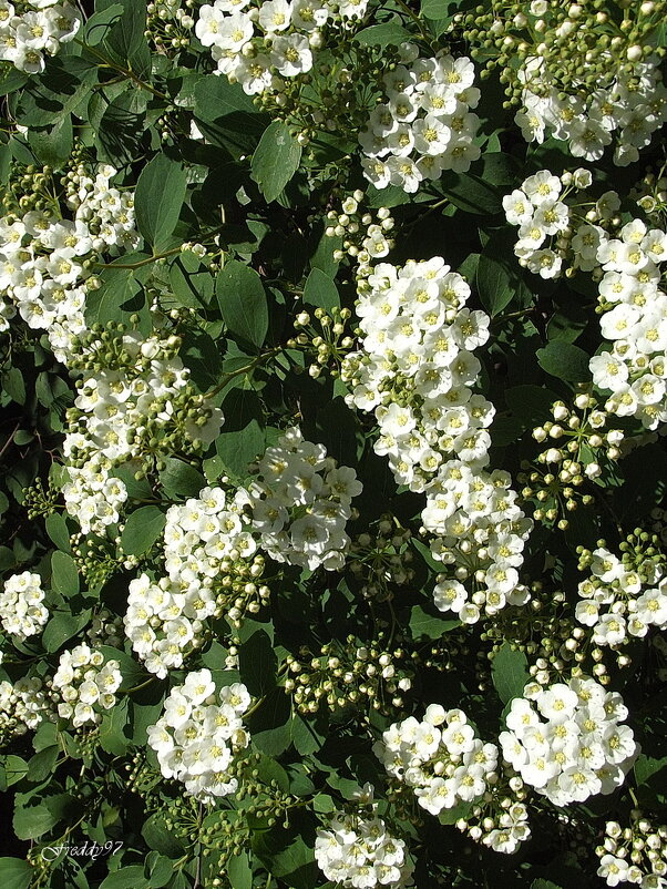 Спирея - Freddy 97