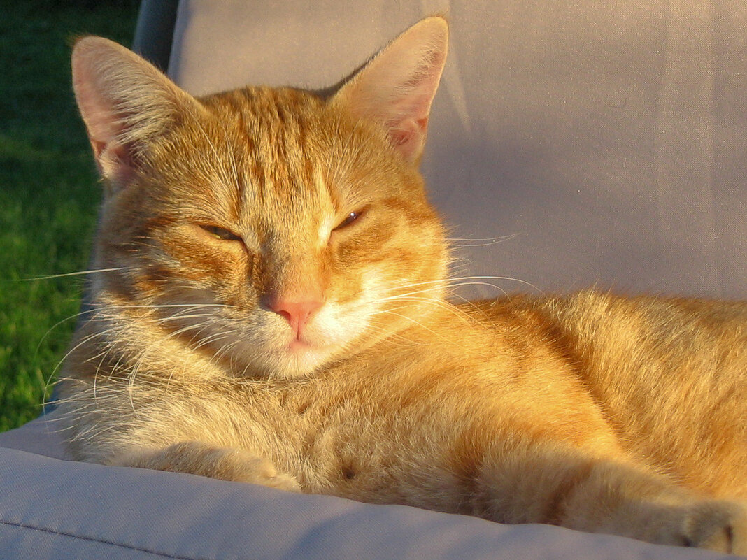 Господин Кот. - Игорь Викторов Господин Кот. - Игорь Викторов