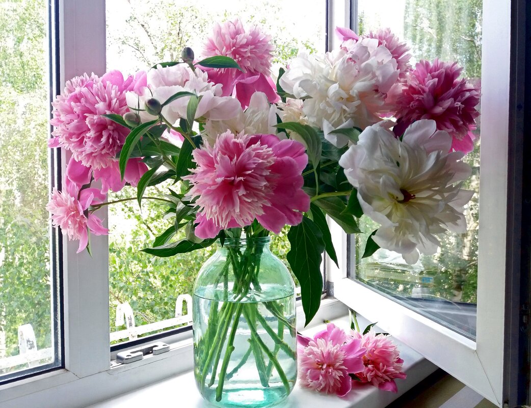 Пионы с дачи принесли - Galina Solovova