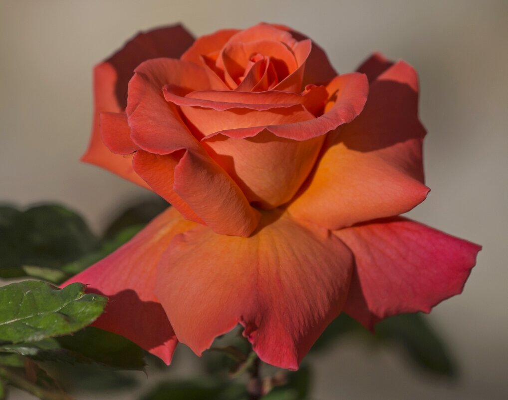 Время роз - Светлана Тихонина Время роз - Светлана Тихонина