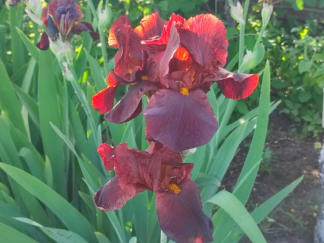 Ирис - Валентина Богатко 