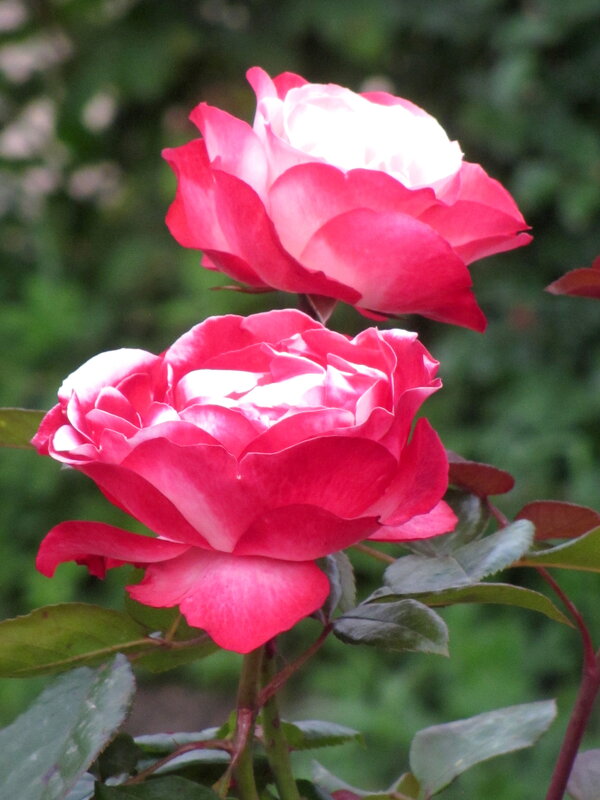 Розы - Валерий 