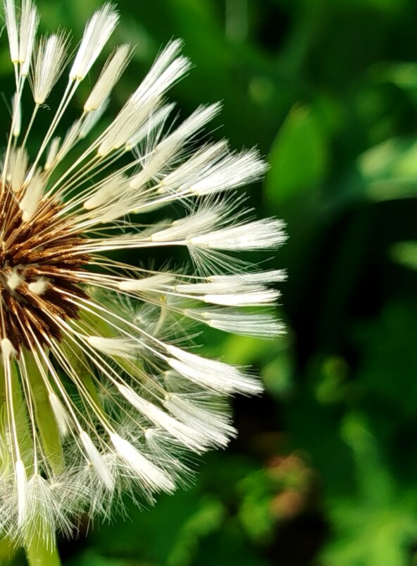 Мокрый одуванчик - светлана льдокова Мокрый одуванчик - светлана льдокова