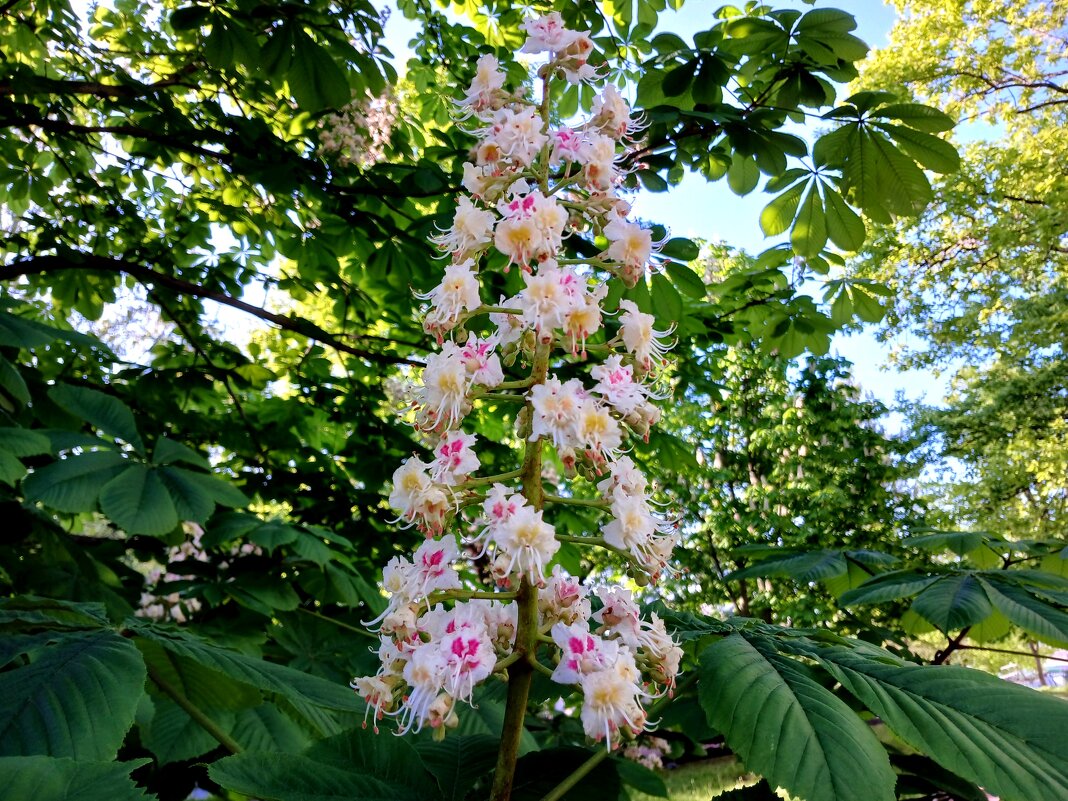 Каштаны ещё цветут. - Лия ☼ Каштаны ещё цветут. - Лия ☼