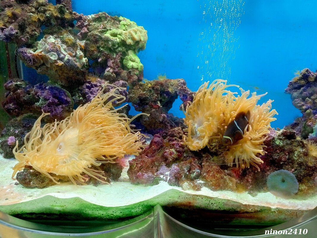 Аквариум в ростовском зоопарке - Нина Бутко