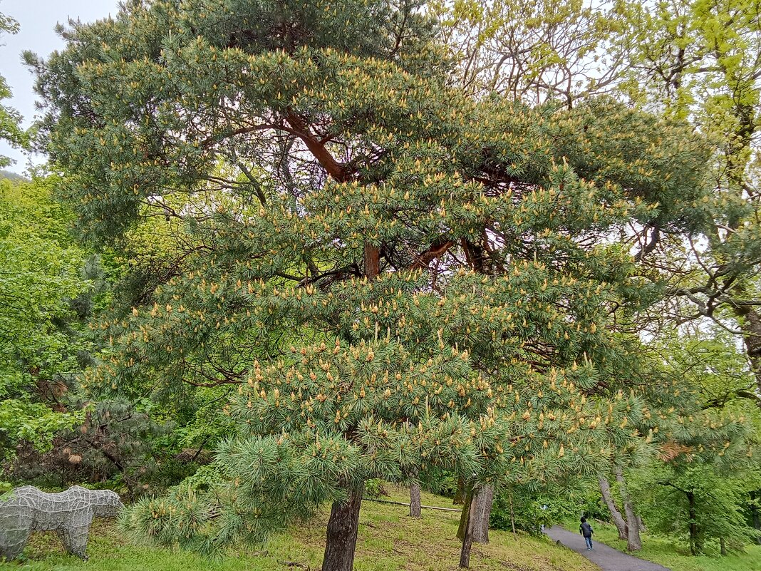 Сосна - Виктор 