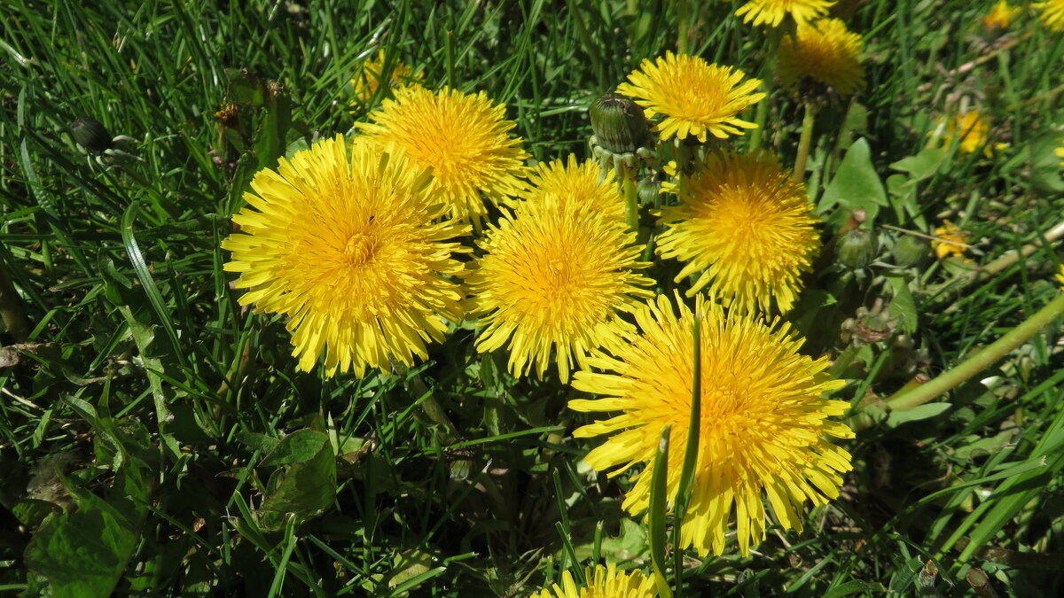 Одуванчики - Ирина Олехнович