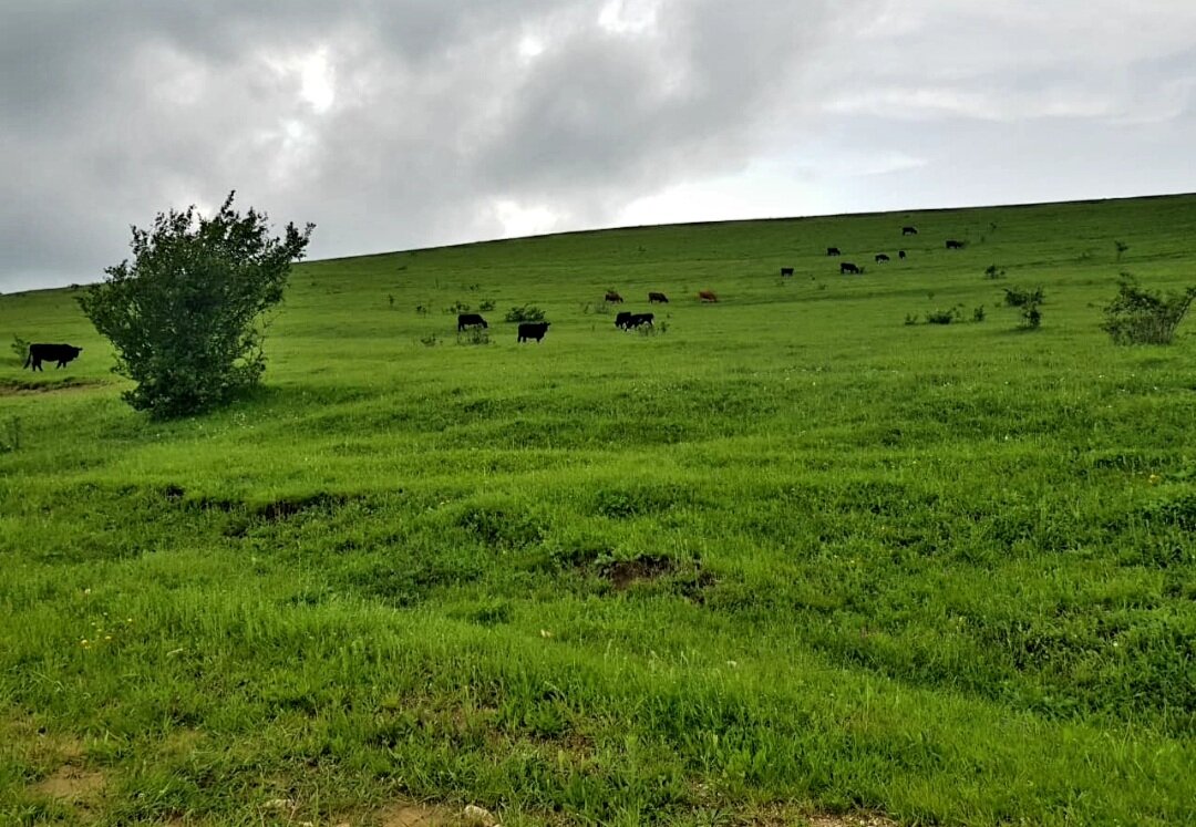 Путешествие по северному Кавказу - Tata Wolf