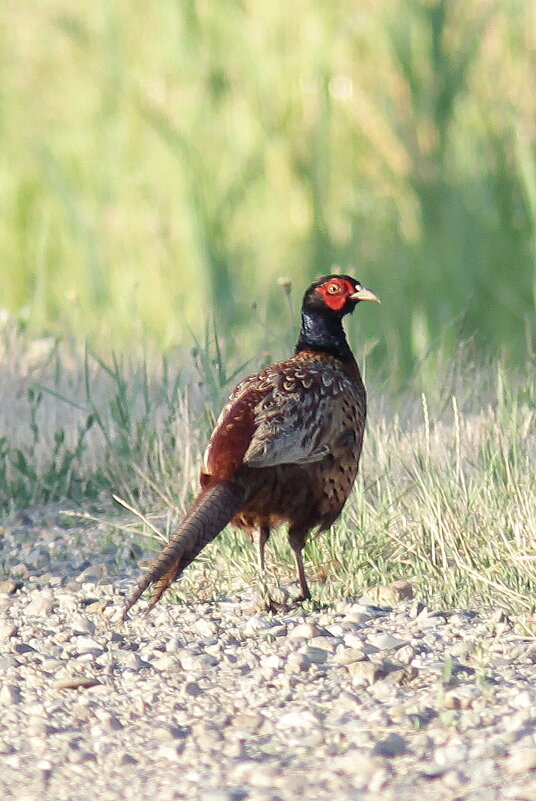 У дороги фазан  - Борис E