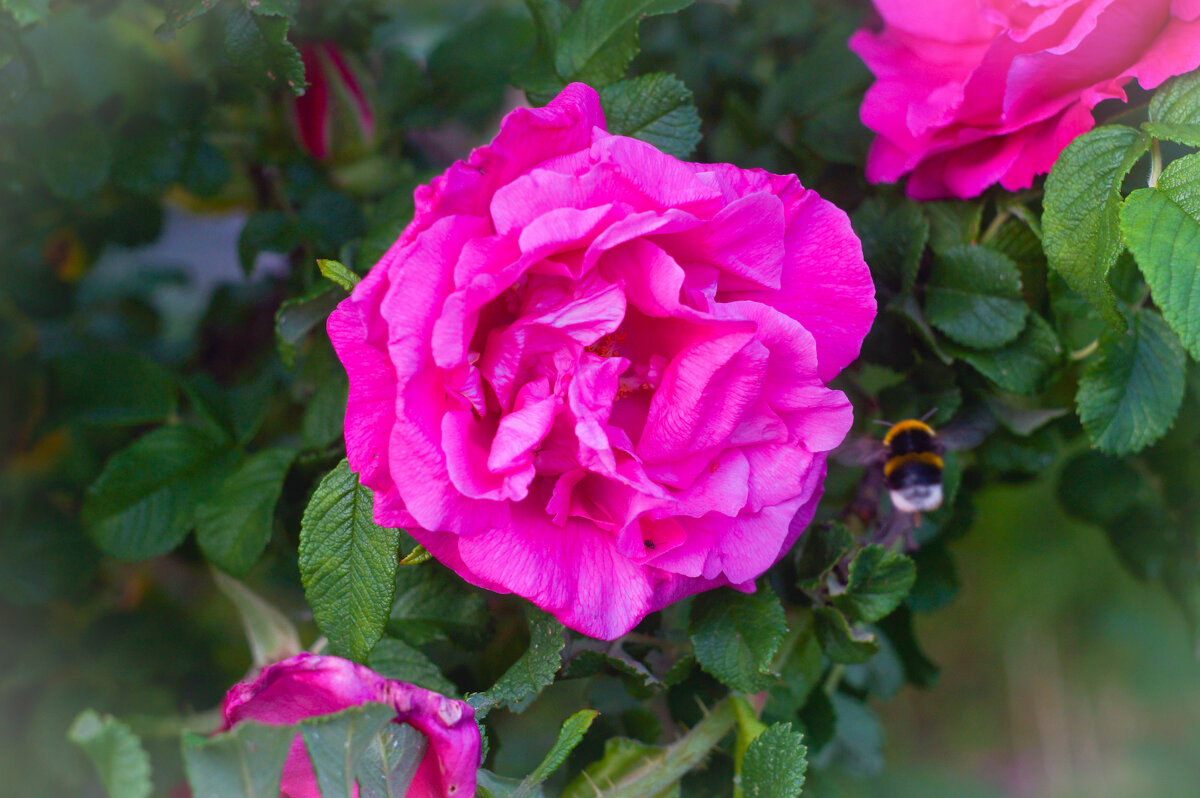 Роза - Сергей Ц Роза - Сергей Ц