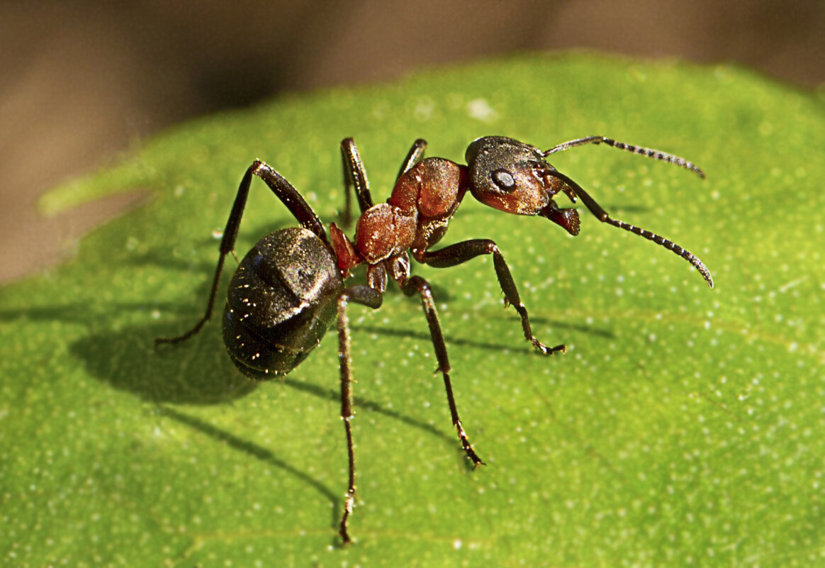 Муравей - Андрей Пристяжнюк