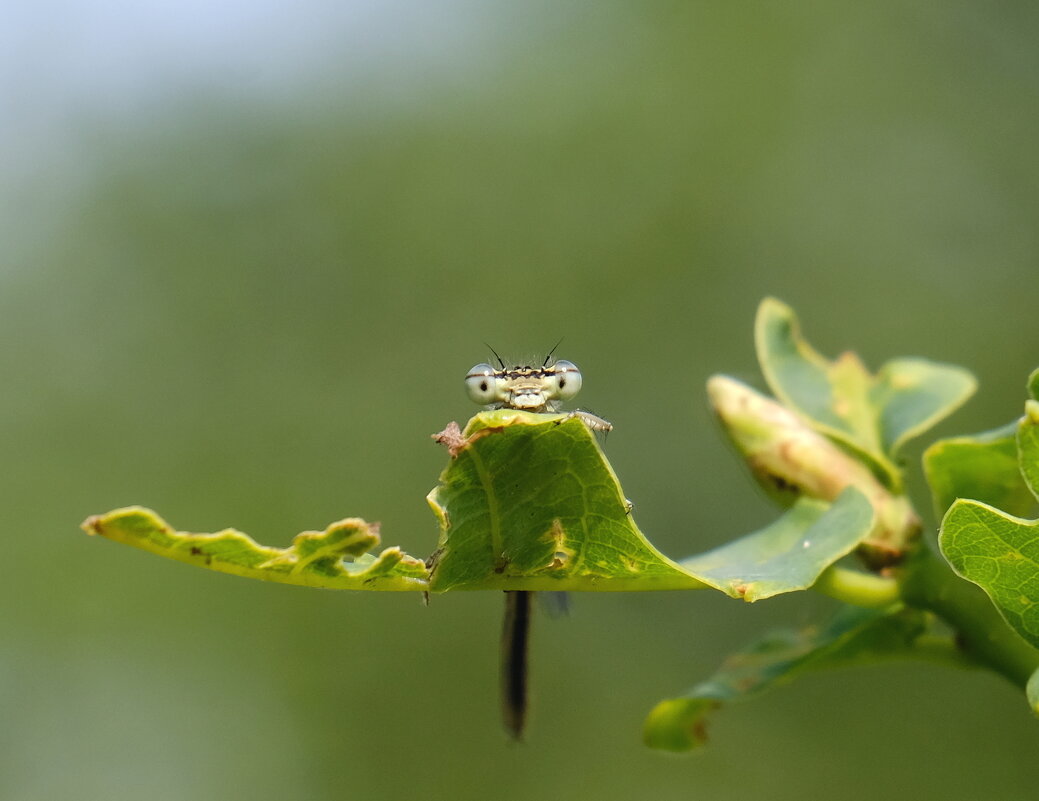 Гость - Андрей Зайцев Гость - Андрей Зайцев