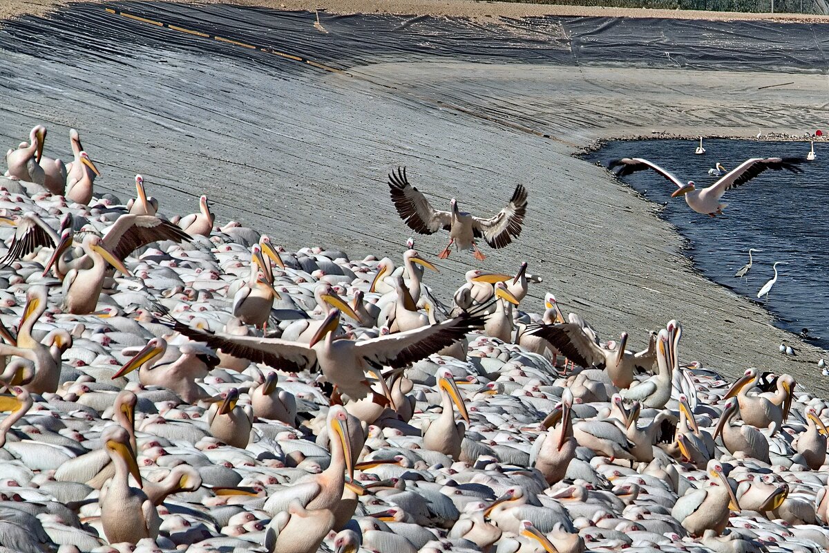 Пеликаны - Sergey Grim Пеликаны - Sergey Grim