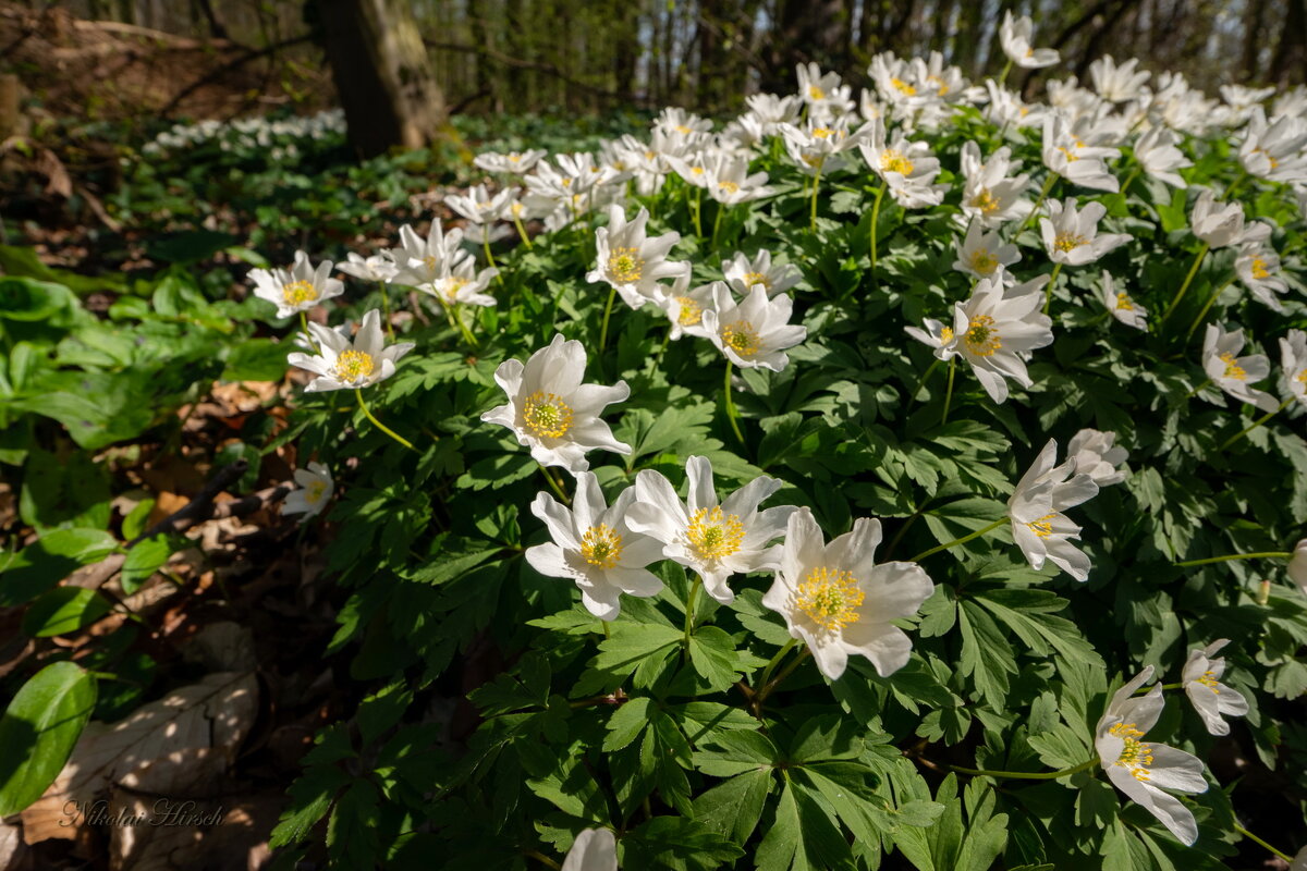 Время ветрениц... - Николай Гирш