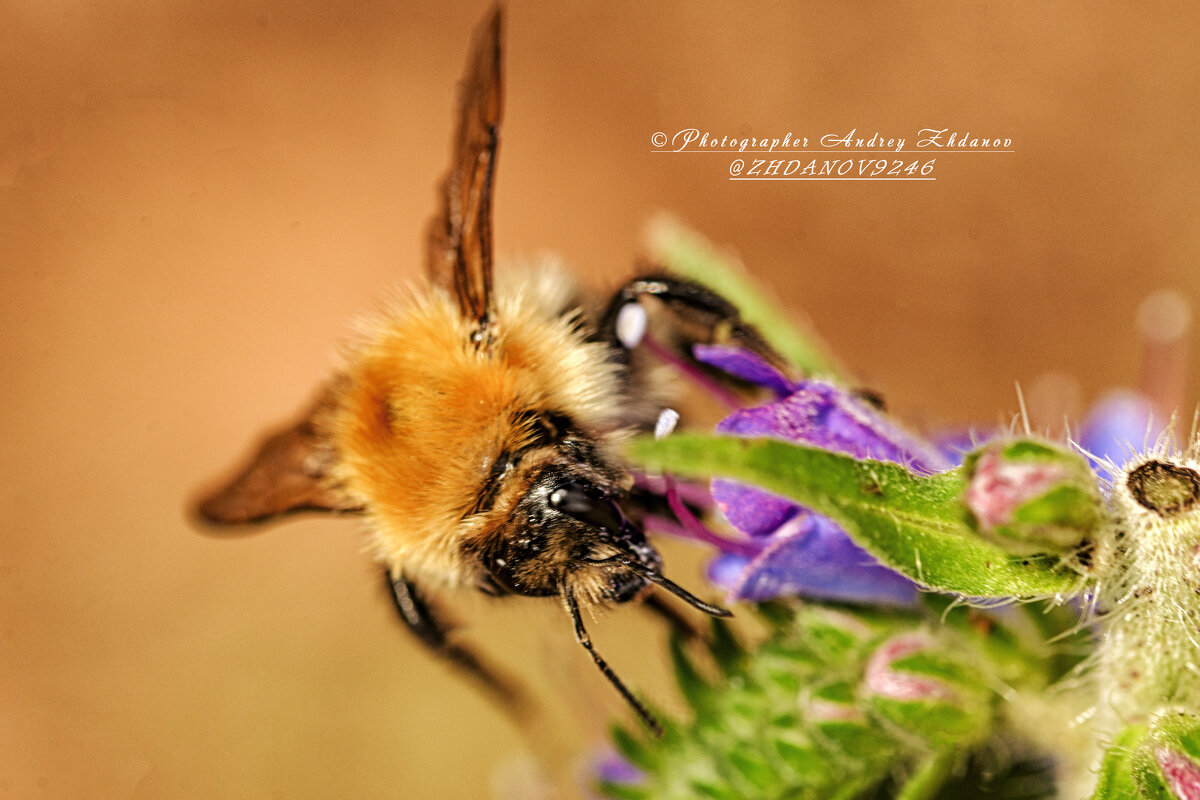 Шмель моховой - Андрей Жданов Шмель моховой - Андрей Жданов