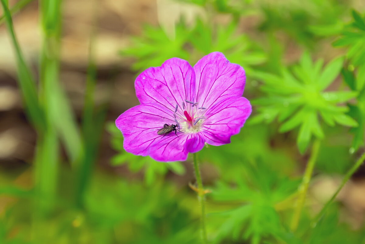 герань - Виталий Емельянов