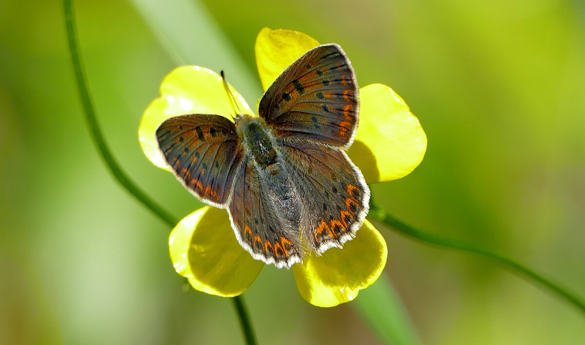 опять про бабочек 19 - Александр Прокудин