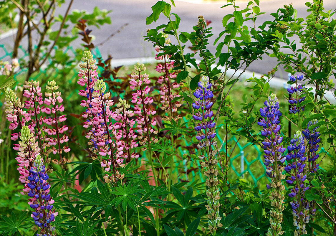 Такие разноцветные люпины - Светлана Такие разноцветные люпины - Светлана