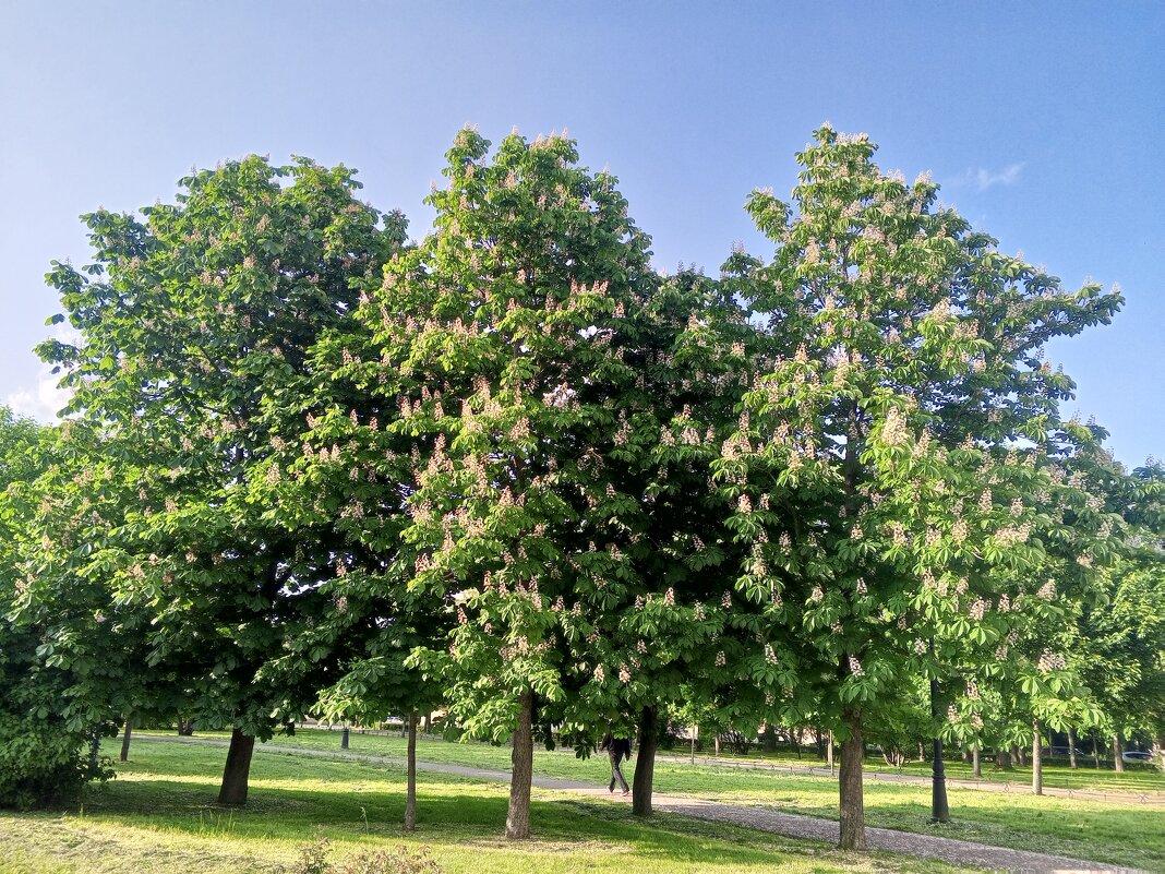 Каштан - Сапсан 