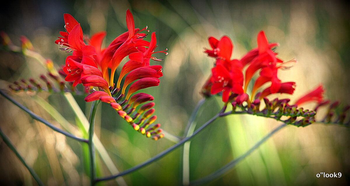 они на радость нам даны - Олег Лукьянов они на радость нам даны - Олег Лукьянов