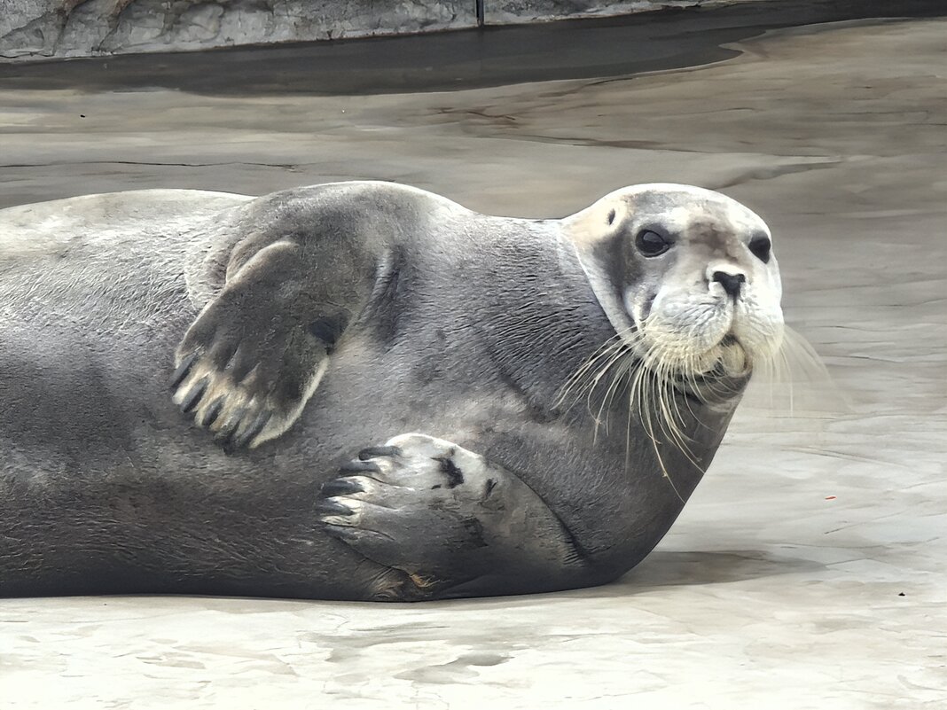 Ластоногие - <<< Наташа >>>