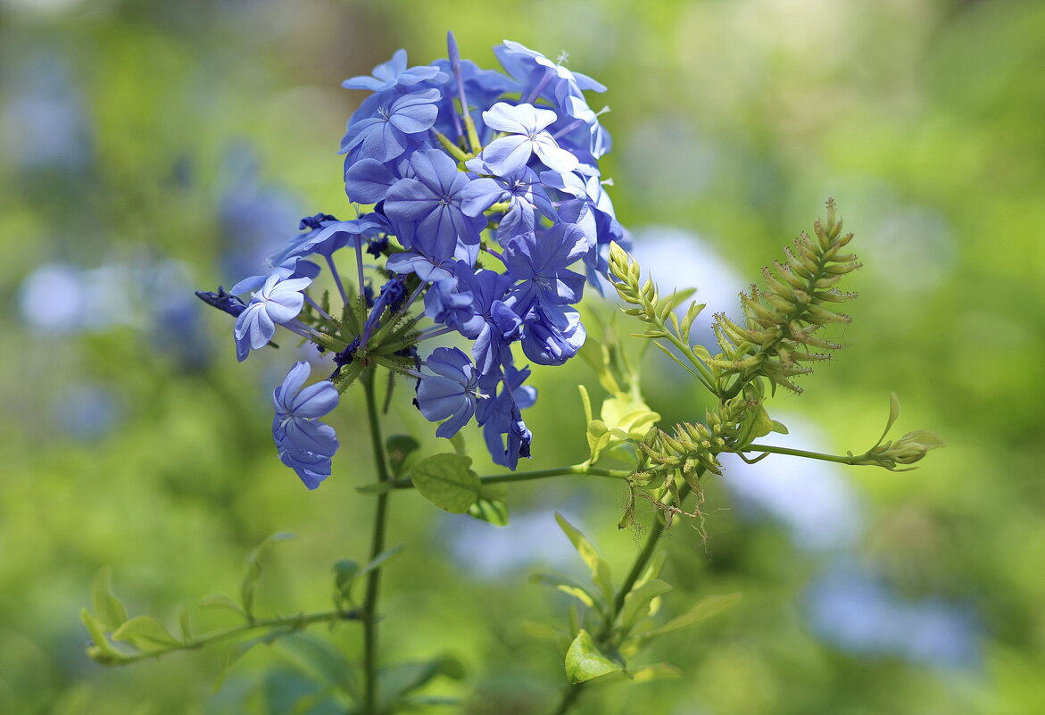 Краски лета. - Оля Богданович