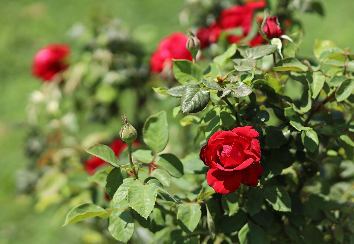 Красный куст. - Оля Богданович Красный куст. - Оля Богданович