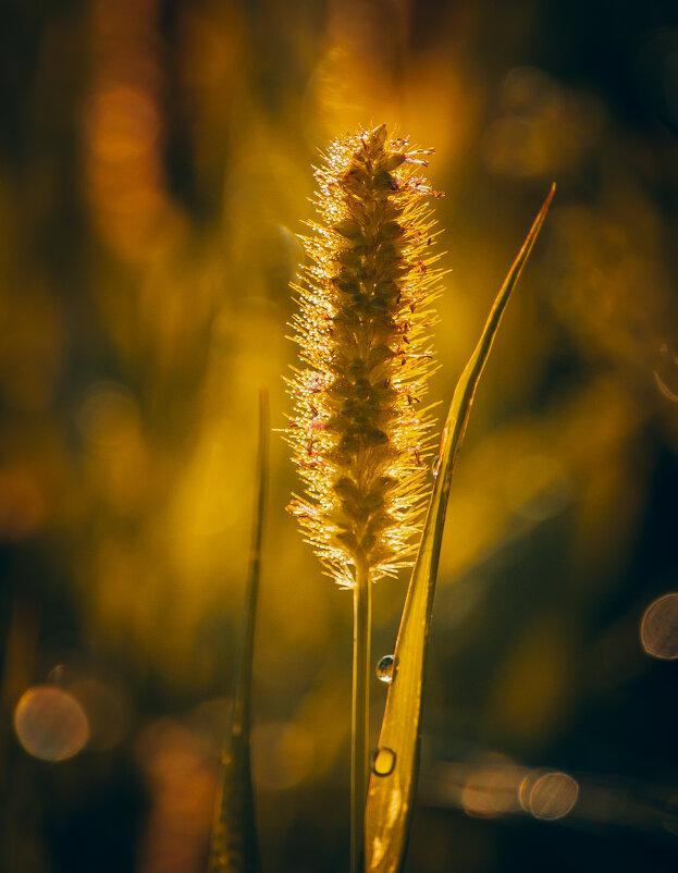 *** - Виктор Иванович Чернюк