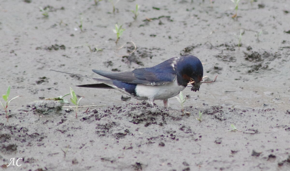 Строительство гнезда (серия) - Любовь Сахарова Строительство гнезда (серия) - Любовь Сахарова
