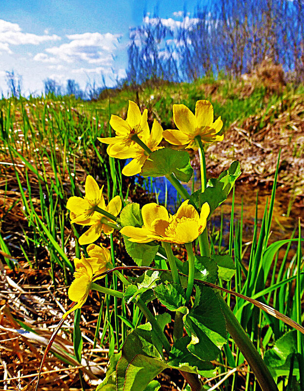 Май...ООкрестности протоки Сырой Аган. Цветет калужница болотная! - Владимир Май...ООкрестности протоки Сырой Аган. Цветет калужница болотная! - Владимир