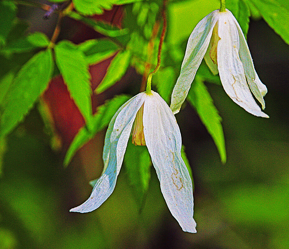 Июнь...В тайге зацвел княжик сибирский! - Владимир 