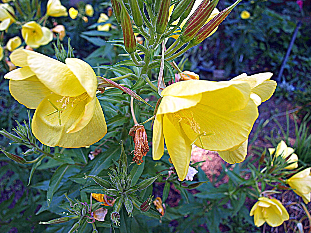 Барселона. - Владимир Драгунский